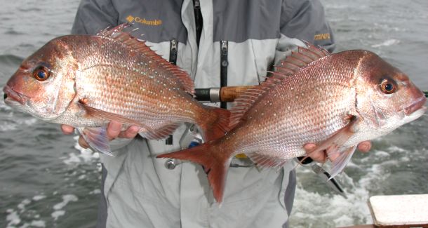 Snapper restrictions proposed for QLD